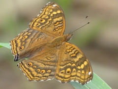 Golden Pansy