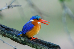 Malachite Kingfisher
