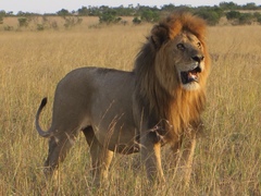Lion