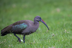 Hadada Ibis