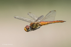 Wandering Glider