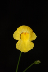 humped bladderwort