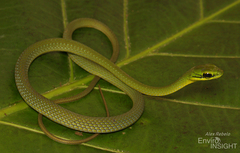 Emerald Snake