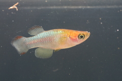 Bukoba lampeye
