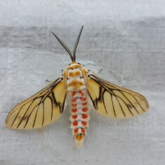 Balacra rubrostriata