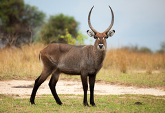Waterbuck