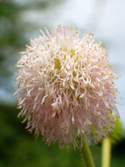 Giant Sensitive Plant