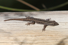 Common Dwarf Gecko