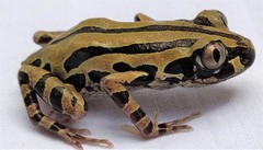 Senegal Running Frog