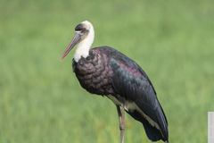 African Woolly-necked Stork