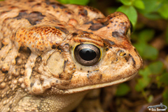 Guttural Toad