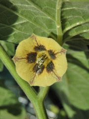 Cape gooseberry