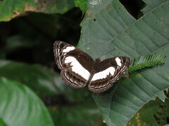 Nemetes Sailer