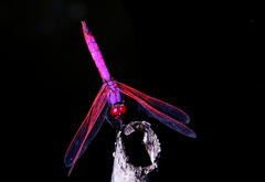Violet Dropwing