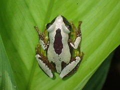 Osorio's Spiny Reed Frog