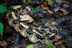 Gaboon Viper