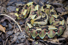 Rhinoceros Viper
