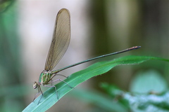 Glistening Demoiselle