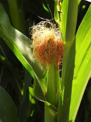 Maize