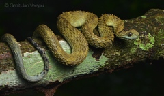 African Hairy Bush Viper