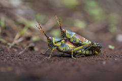 Elegant grasshopper