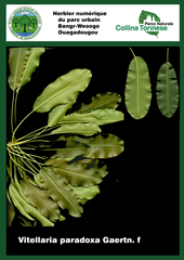 Shea Tree