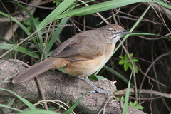 Moustached Grass-Warbler
