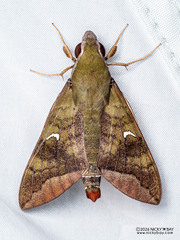 Comma Nephele
