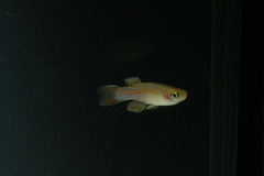 Central East African lampeye