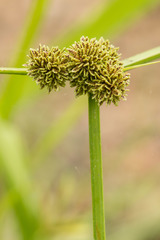 Variable Flatsedge