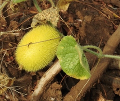 Teasel Gourd