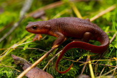 Rough-skinned Newt