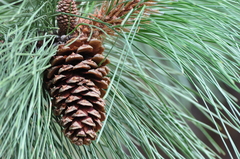 Western Ponderosa Pine