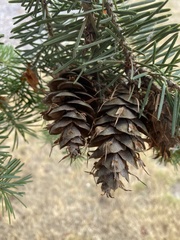 Douglas-fir