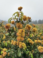 Golden chinquapin