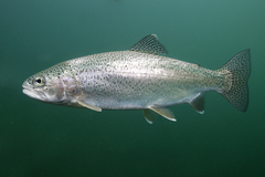 Rainbow Trout