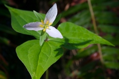 Pacific trillium