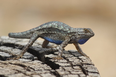 Western Fence Lizard