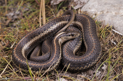Northwestern Garter Snake