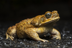 Cane Toad