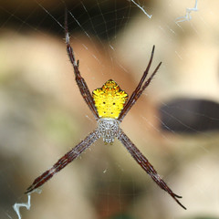 Hawaiian Garden Spider