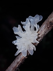 snow fungus
