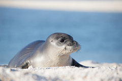 Hawaiian Monk Seal