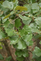 blackjack oak