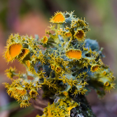 Golden-eye Lichen