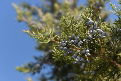 eastern redcedar