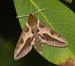 Leafy Spurge Hawkmoth