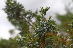 Rocky Mountain Juniper