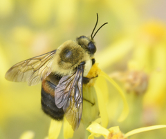 Brown-belted Bumble Bee