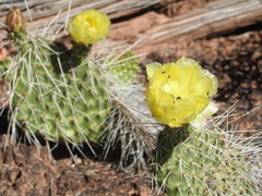Plains Pricklypear